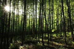 Wenn die Sonne die Blätter der Bäume leuchten lässt. (Bild: Irene Wanner, Altishofen, 1. Juli 2019)