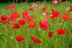 Prächtige Blumenwiese im Lehn in Zell. (Bild: Isidor Rösch, 28. Juni 2019)