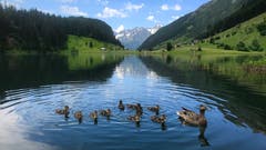 Auch die Entenfamilie geniesst das kühle Nass! (Peter Bumbacher, Golzenersee, 1. Juli 2019)
