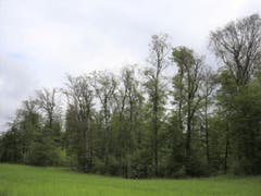 Durch Trockenheit abgestorbene Buchen an einem Waldrand im Kanton Jura, aufgenommen im Juni 2019. Wer beim Spazieren nicht hoch schaut, erkennt die Gefahr kaum. (Bild: Valentin Queloz, WSL)