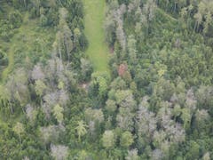 Trockenheitsschäden in einem Mischwald in der Nähe von Pruntrut JU im Juni 2019: In der Mitte (rot) eine tote Weisstanne, im Vordergrund tote Buchen (grau). Links von der Wiese schwächelnde Fichten. Auffällig ist, dass junge Bäume intakt sind und nur hohe Bäume durch die Trockenheit Schaden nahmen. (Bild: Valentin Queloz/WSL)
