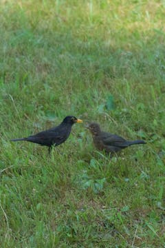 Hunger! Eine junge Amsel fordert Futter. (Bild: Hans Aeschlimann)