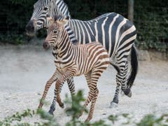 Das Zebrafohlen Quagga trabt durch die Basler Afrikaanlage. (Bild: Zoo Basel/Torben Weber)