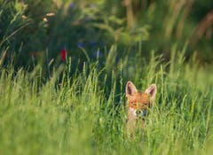 Ein Fuchs geniesst die Abendsonne bei Hohentannen. (Bild: Stefan Jung)