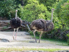 Die beiden neuen Strausse im Basler Zoo. (Bild: Zoo Basel/Torben Weber)