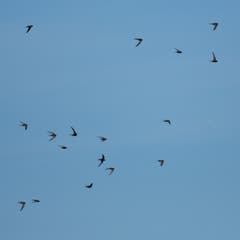 Flugschau der Mauersegler über Trogen. (Bild: Hans Aeschlimann)