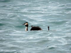 Haubentaucher mit Nachwuchs in den etwas stürmischen Wellen des Bodensees. (Bild: Doris Sieber)