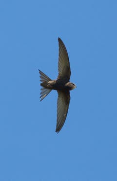 Mauersegler auf Insektenfang. (Bild: Hans Aeschlimann)