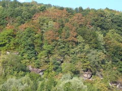 In einem Mischwald in der Nähe von Mels sind Ende Juli 2018 schon zahlreiche Buchenkronen vergilbt oder teilweise entlaubt als Folge der Trockenheit. Jenes Areal liegt an einem Nordosthang in rund 600 Metern Höhe auf flachgründigem Boden. (Bild: Lorenz Walthert, WSL)