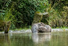 Kuschelnde Biber an der Sitter im Thurgau. (Bild: Stefan Jung)