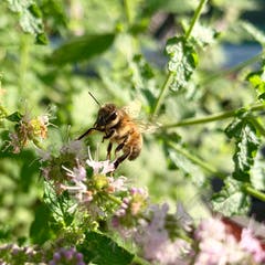 Fleissige Biene bei der Arbeit. (Bild: Sara Spitzli)