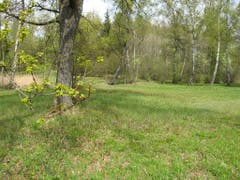 Ökologisch sehr wertvoll: Waldlichtung am Uetliberg in Zürich. (Bild: Grünstadt Zürich)