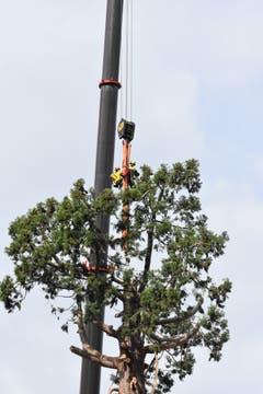 Die Arbeiter werden mit den Bändern den Baum sichern.