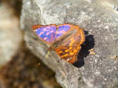 Den Schmetterlingen geht es gut am Zürcher Uetliberg: Mit dem Kleinen Schillerfalter hat sich sogar eine neue Art verbreitet. (Bild: Grün Stadt Zürich)