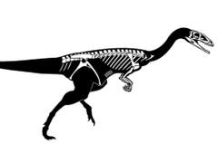 Die Abbildung zeigt die erhaltenen Skelettelemente des Raubdinosauriers, den Forschende in Frick AG gefunden haben. (Bild: Beat Scheffold)