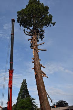 Am Mittwoch wurde der Mammutbaum entastet. Der grosse Kran steht bereit, um den Stamm stückweise zu Boden zu lassen. (Bilder: Mea McGhee)