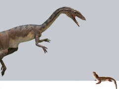Der Raubdinosaurier Notatesseraeraptor mit seiner Beute, dem kleinen Pflanzenfresser Clevosaurus. (Illustration) (Bild: Beat Scheffold)