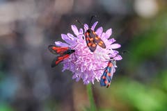 Versammlung der Widderchen oder auch genannt: Blutströpfchen. (Bild: Franz Häusler)