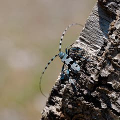 Der sehr seltene Alpenbockkäfer, auch Smaragd genannt. Der wohl schönste und grösste heimische Käfer. (Bild: Franz Häusler)