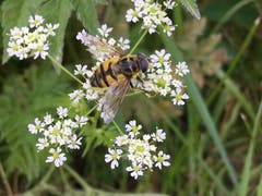 Schwebfliege auf Kerbel. (Bild: Toni Sieber)