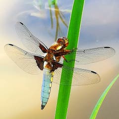 Warten auf Beute - Plattbauch Libelle auf ihrem Hochsitz. (Bild: Karin Meuli)