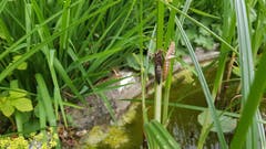 Die Libellen sind ausgeflogen...(Bild: Hans-Peter Amann)