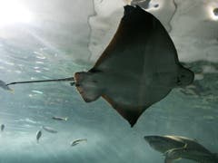 Für Rochen ist das Mittelmeer ein unsicherer Lebensraum geworden. (Bild: KEYSTONE/AP/MARK BAKER)