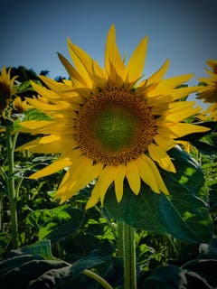 Die Sonnenblumensaison beginnt..... (Bild: Stephan Lendi)