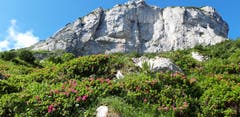 Alpenrosen am Fuss einer Felsburg. (Bild: Klaus Businger)