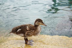 Diese mutige, junge Stockente, welche Teil einer sechsköpfigen Entenfamilie ist, hat sich hier in Bauen am See direkt vor dem Fotograf für ein Bild in Pose geworfen. (Bild: Thomas Gisler, Bauen, 6. Juli 2019)