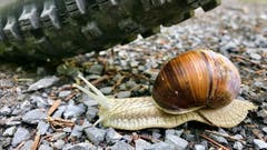 Nochmals Glück gehabt! (Bild: Peter Bumbacher, Unterägeri, 12. Juli 2019)