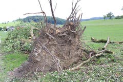 In Busswil wurde ein Obbaum samt Wurzelwerk aus dem Boden gerissen.