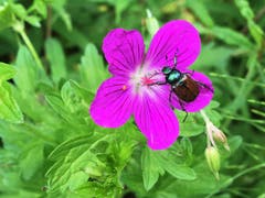Ein flotter Käfer...(Bild: Toni Sieber)