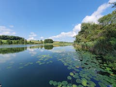 Spiegelung im Hasensee. (Bild: Stephan Lendi)