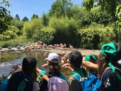 Die Wölfli Buochs im Zürich Zoo bei den Flamingos. (Lagerbild: 10. Juli 2019)