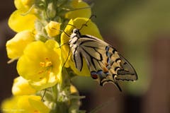 Papilion Machaon ruht sich auf einer Königskerze aus. (Bild: Priska Ziswiler-Heller, Wauwil, 14. Juli 2019)