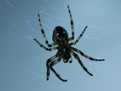 Spinne am Himmel. (Bild: Benedikt Born, Bern, 14. Juli 2019)