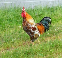 Ein glücklicher Hahn, der krähen kann, wann er will auf dem Glaubenberg. (Bild: Walter Buholzer, 12. Juli 2019)