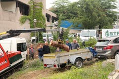 Manche Interessenten haben im Vorhinein grösser Teile der Mammutbäume reserviert. Bild: yal