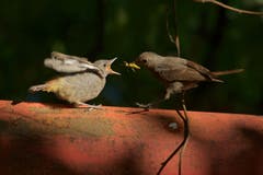 Ein Hausrotschwanz füttert die Jungmannschaft. (Bild:Hans Aeschlimann)