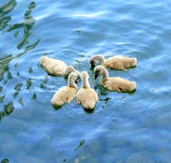 Ob die diese Rasselbande zigi zagi zuck macht oder Schäre Stein Papier bleibt wohl für immer ein Geheimnis. (Bild: Walter Buholzer, 15. Juli 2019)