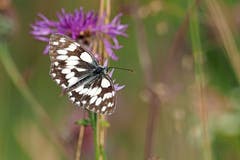 Ein Schachbrettfalter (Bild: Marianne Schmid, Altvogtsburg, 15. Juli 2019)