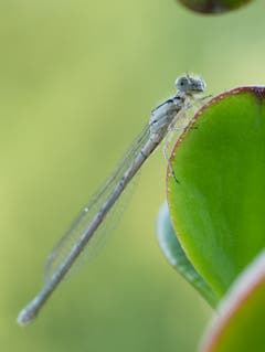 Eine zufrieden lächelnde Libelle in Uttwil. (Bild: Dani Rüede)