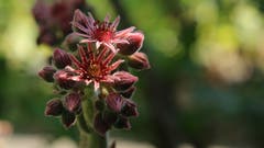 Im Garten blüht der Hauswurz (Bild: Irene Wanner, Schötz, 16. Juli 2019)