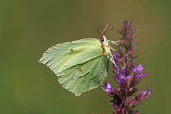 Ein Zitronenfalter. (Bild: Marianne Schmid, Balzenwil, 16. Juli 2019)