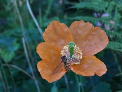 Schwebfliege auf Mohn. (Bild: Toni Sieber)