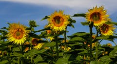 Was wäre ein richtiger Sommer ohne Sonnenblumen? (Bild: André Egli, Knutwil, 18. Juli 2019)