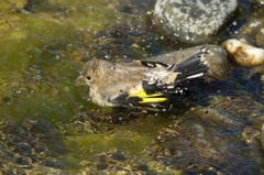 Junger Distelfink nimmt ein erfrischendes Bad. (Bild: Hans Aeschlimann)
