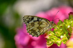 Ein Schmetterling. (Bild: Franz Keller, St. Erhard, 18. Juli 2019)