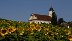 Sieht beinahe so aus, als ob die Kirche von Knutwil im Sonnenblumenfeld steht. (Bild: André Egli, Knutwil, 18. Juli 2019)